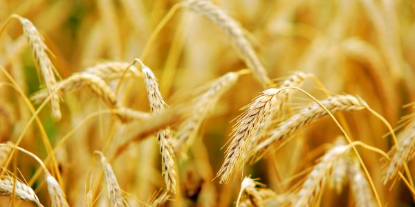 Wheat closeup on wheat field